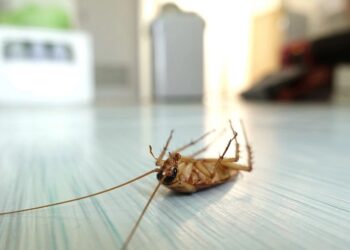 The Need to be Proactive in Managing Pests at Home