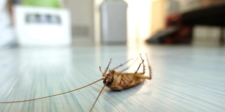 The Need to be Proactive in Managing Pests at Home