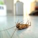 The Need to be Proactive in Managing Pests at Home