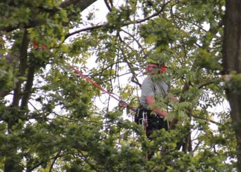 DIY vs Professional Tree Surgery – Why You Need to Hire an Expert