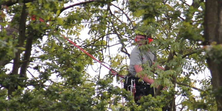 DIY vs Professional Tree Surgery – Why You Need to Hire an Expert