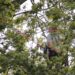 DIY vs Professional Tree Surgery – Why You Need to Hire an Expert