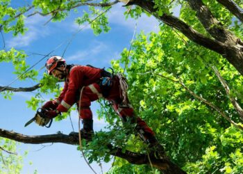 Arborist Services: When and Why to Consider Them for Your Garden