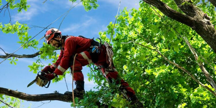 Arborist Services: When and Why to Consider Them for Your Garden