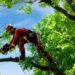 Arborist Services: When and Why to Consider Them for Your Garden