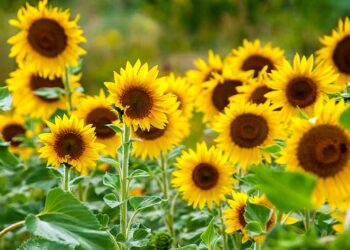 How to Grow Your Own Sunflowers