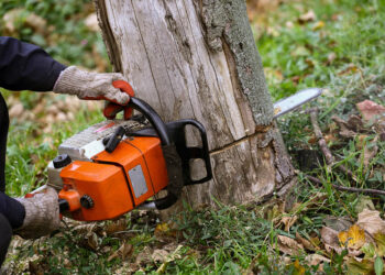 UNDERSTANDING TREE REMOVAL