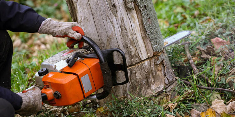 UNDERSTANDING TREE REMOVAL