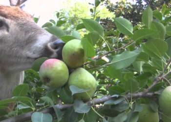 How to Plant and Care for a Deer Pear Tree