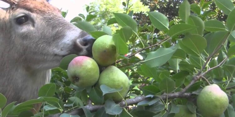 How to Plant and Care for a Deer Pear Tree
