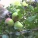 How to Plant and Care for a Deer Pear Tree