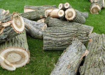 6 Signs Your Sugar Maple Needs Tree Removal in Missouri