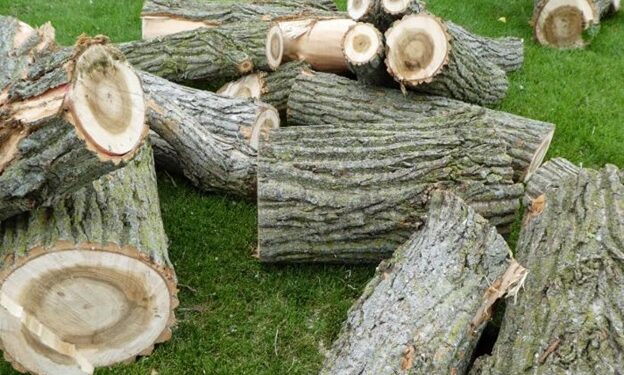 6 Signs Your Sugar Maple Needs Tree Removal in Missouri