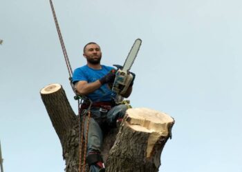 Pricing Guide: Is Tree Removal Expensive?