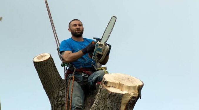 Pricing Guide: Is Tree Removal Expensive?
