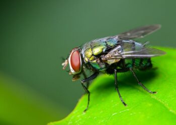 How To Get Rid Of Mice With Steel Wool And Keep Blue Bottle Flies Away