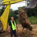 Effective Root Removal: How to Get Rid of Roots in Your Lawn Safely