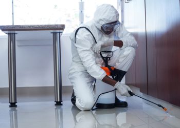 How Regular Pest Control Protects Your Home Equity