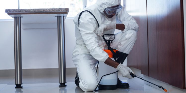 How Regular Pest Control Protects Your Home Equity